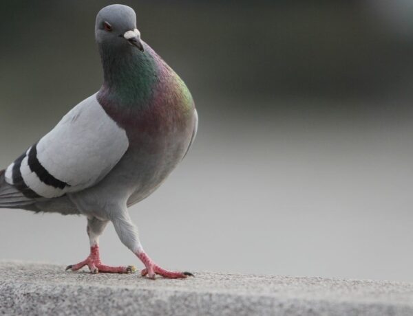 Do Pigeons Have Toes