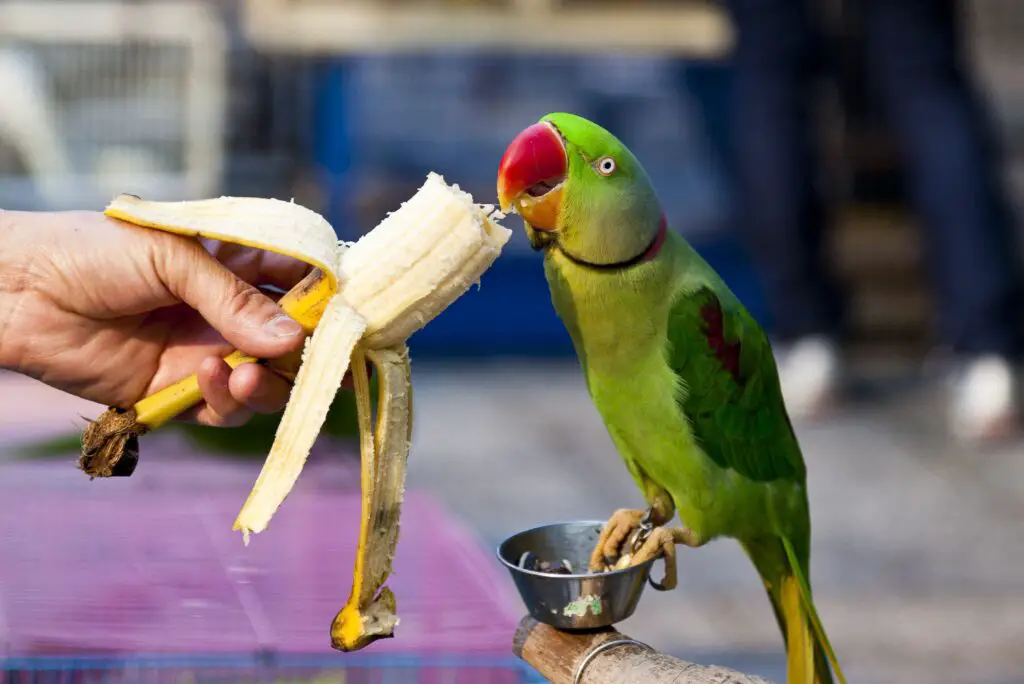 What Fruits Can Cockatiels Eat