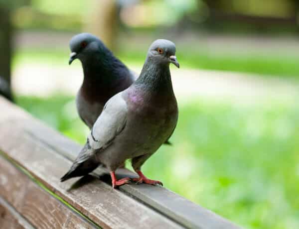 What Do Pigeons Symbolize