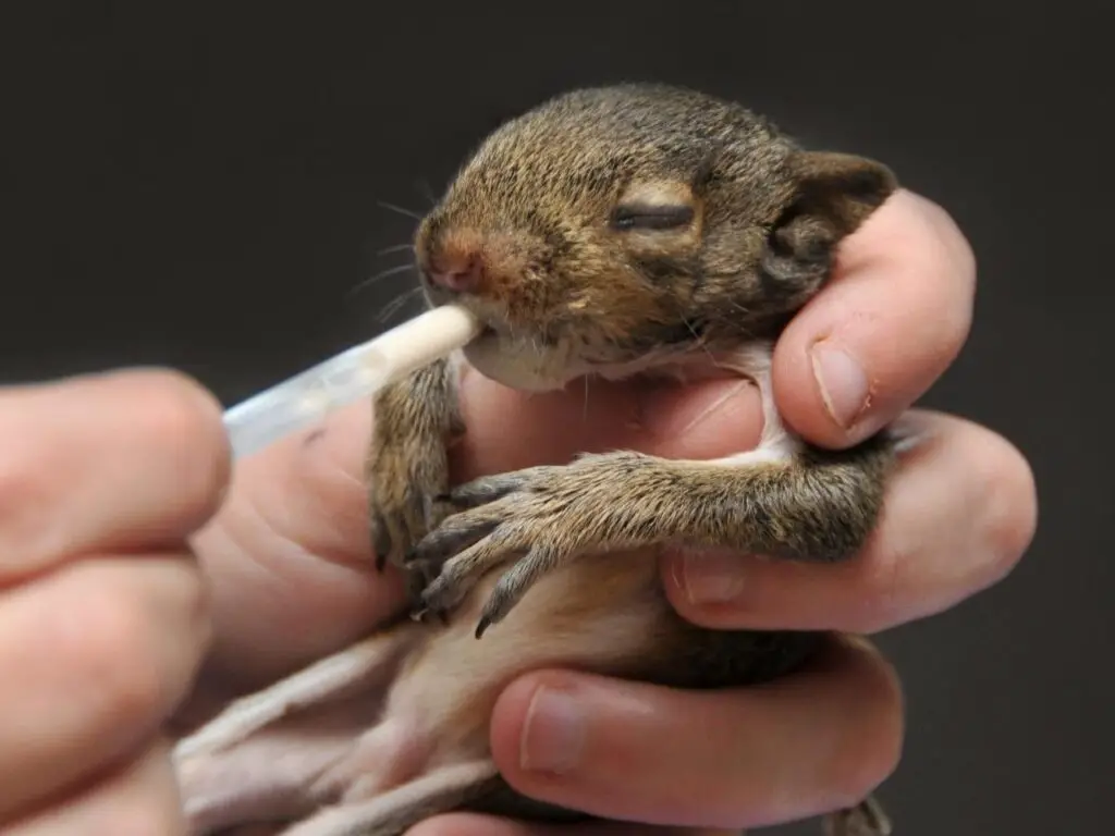 When Do Squirrels Have Babies