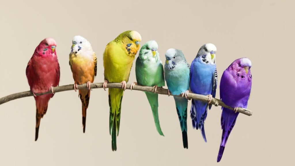 Do Parakeets Need A Friend