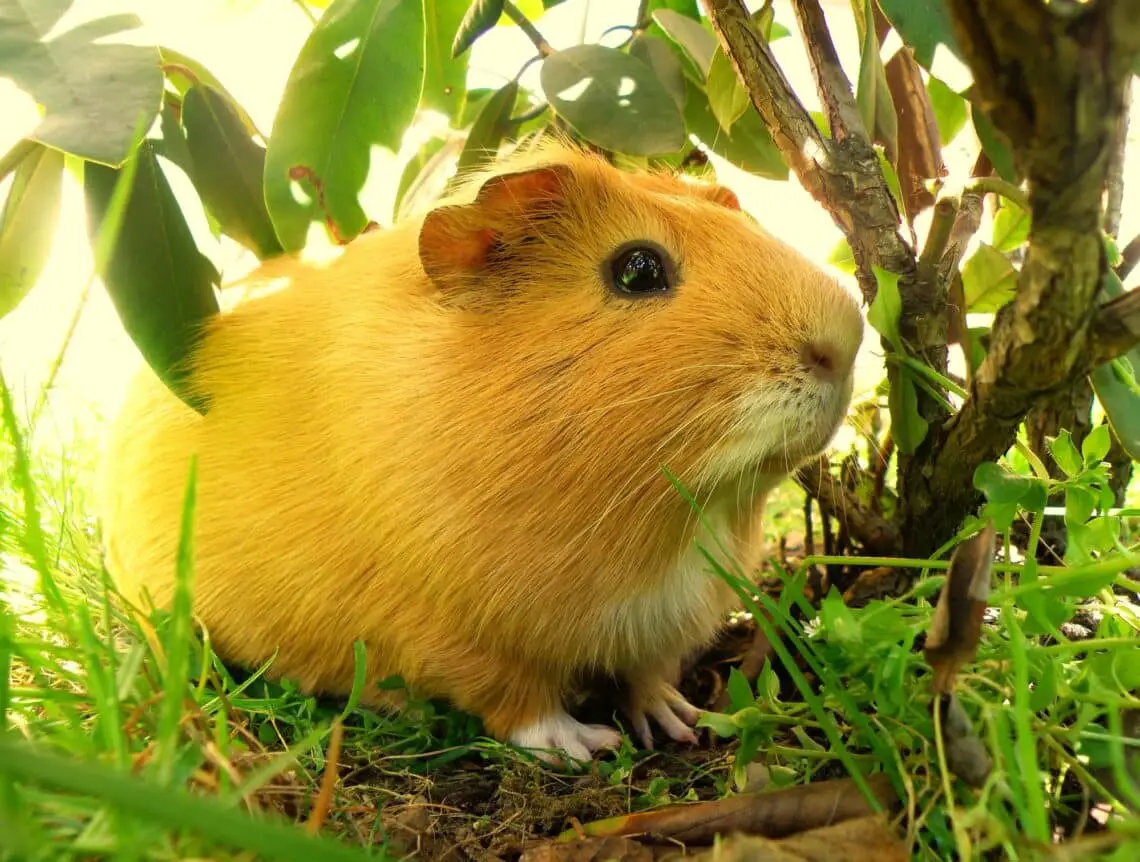 Do Guinea Pigs Live In The Wild