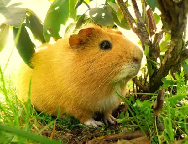 Do Guinea Pigs Live In The Wild