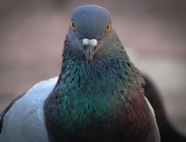 Do Pigeons Bite