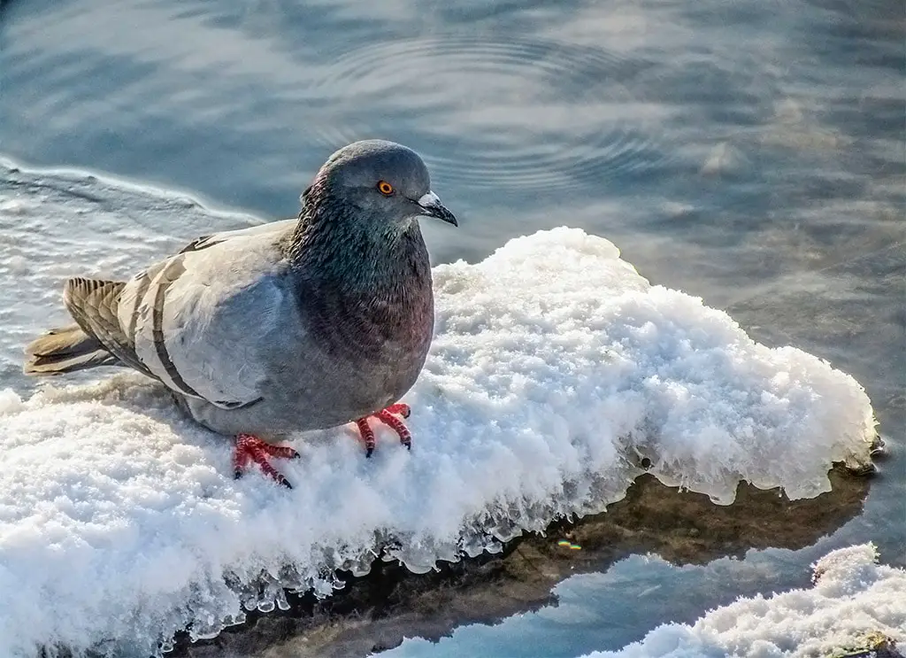 Do Pigeons Get Cold
