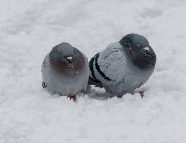 Do Pigeons Get Cold