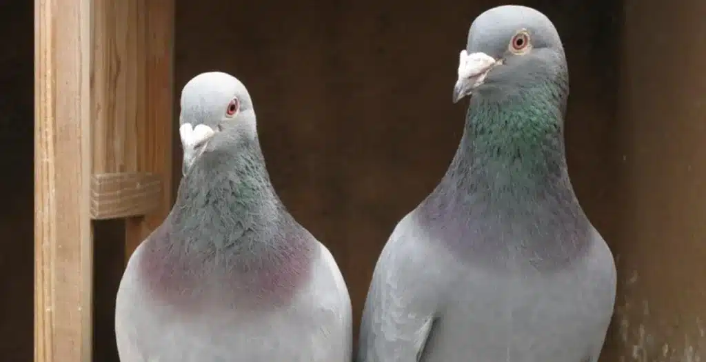 Do Pigeons Have Jaws

