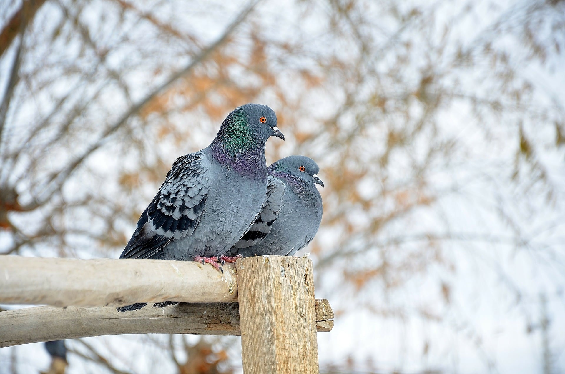 Do Pigeons Migrate In Winter