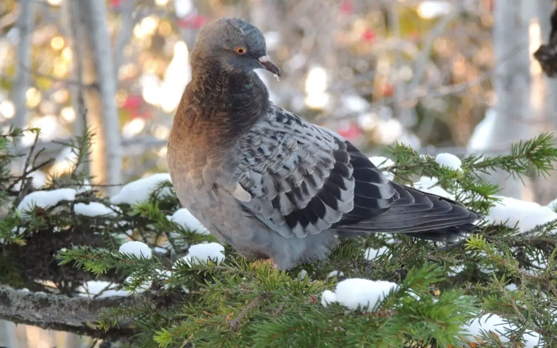 Do Pigeons Migrate In Winter