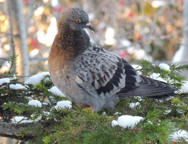 Do Pigeons Migrate In Winter