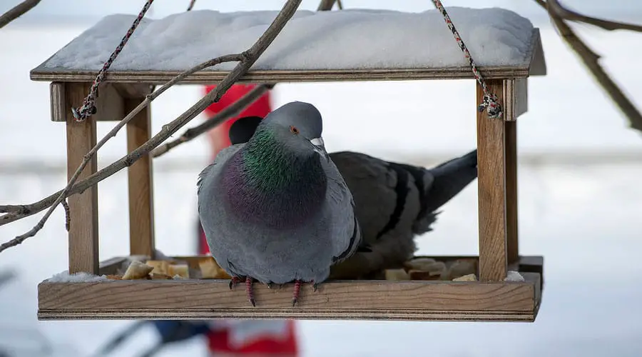 Do Pigeons Migrate In Winter
