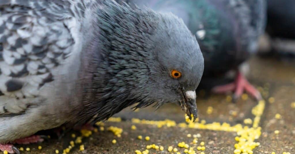 Do Pigeons Need Grit