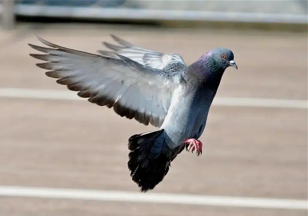 Do Pigeons Need Grit