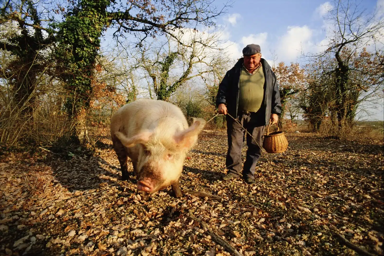 In Some Districts Farmers Use Pigs To Find Truffles Do Pigs Find Truffles
