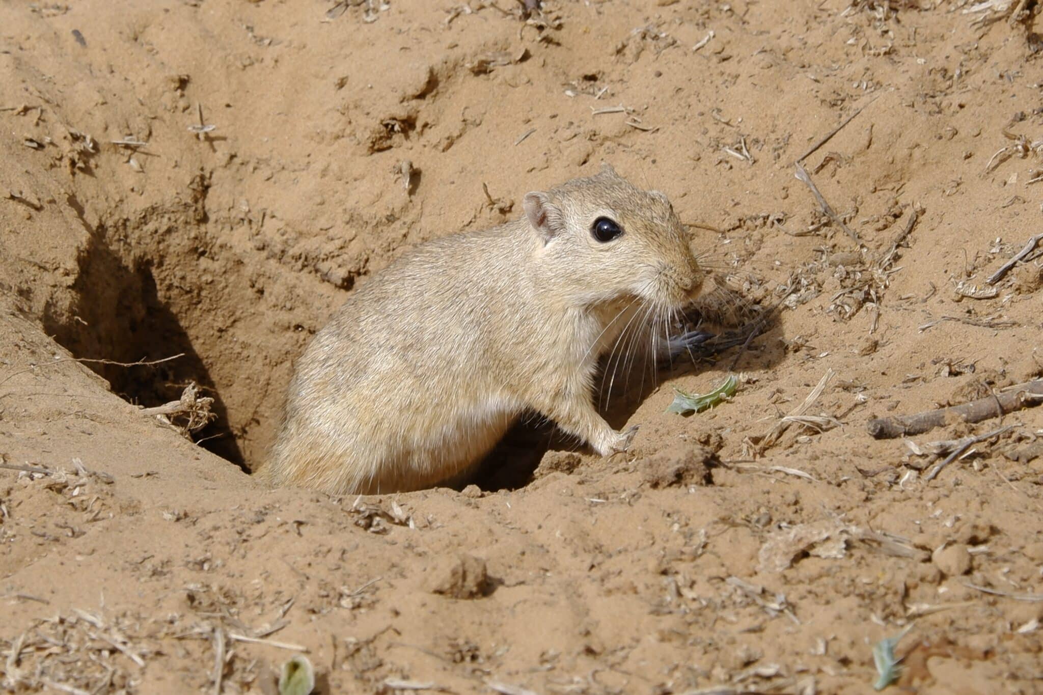 Do Rats Burrow In The Ground - Teeny Tiny Tails