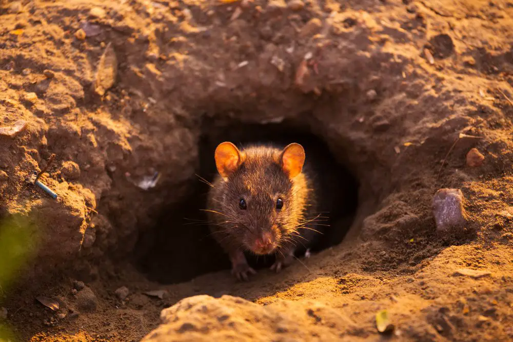 Do Rats Burrow In The Ground