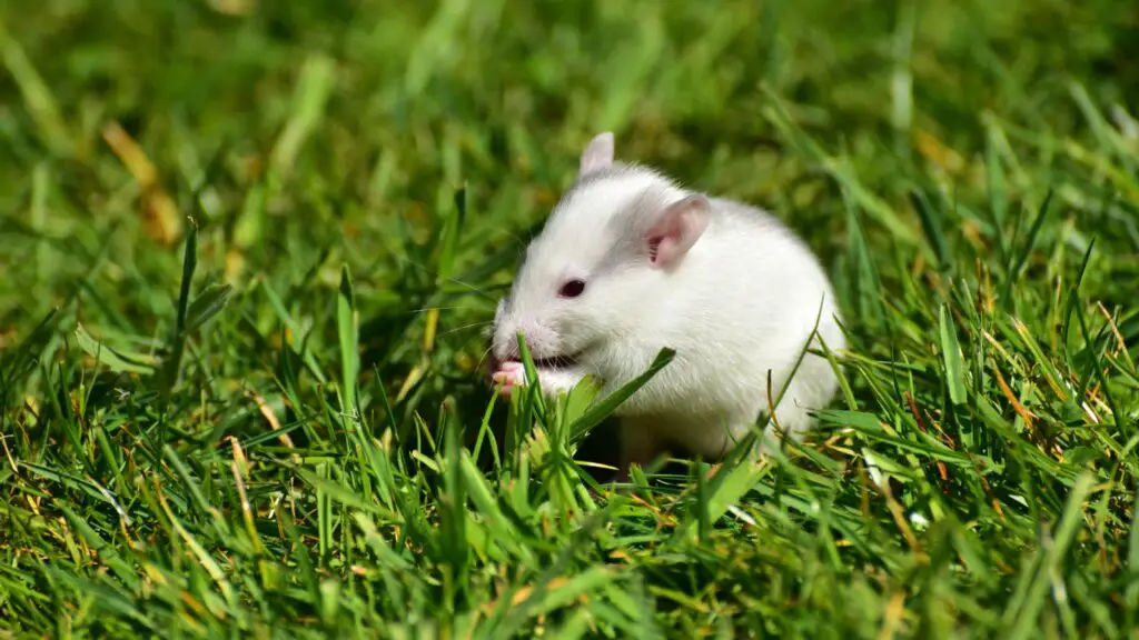 Do Rats Eat Grass