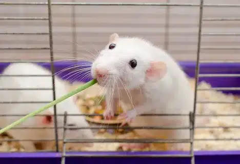 Do Rats Eat Grass