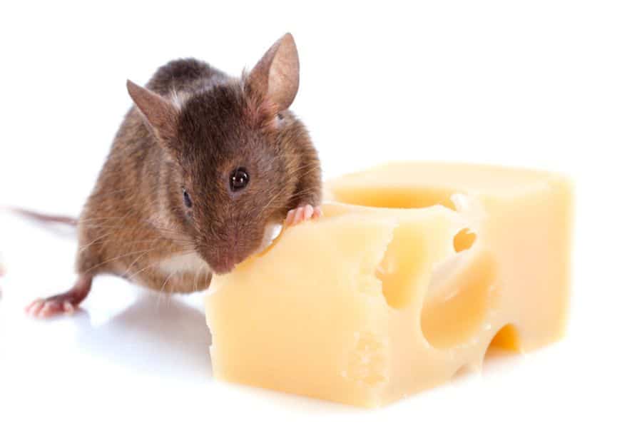 Can Rabbits Eat Cheese