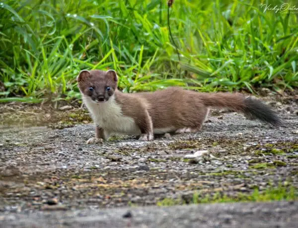 How Long Can A Ferret Survive In The Wild
