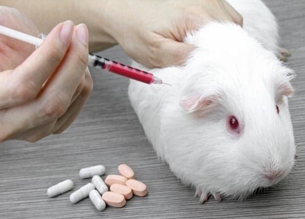 Guinea Pigs And Ginger Toxicity photo