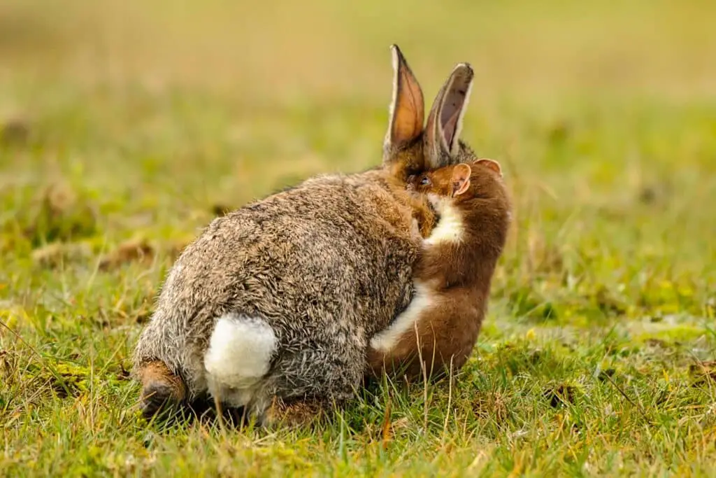 How Long Do Domestic Rabbits Live