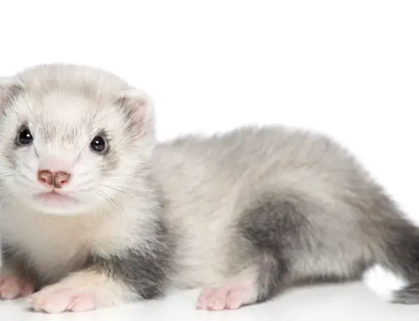 Can Ferrets Live Alone