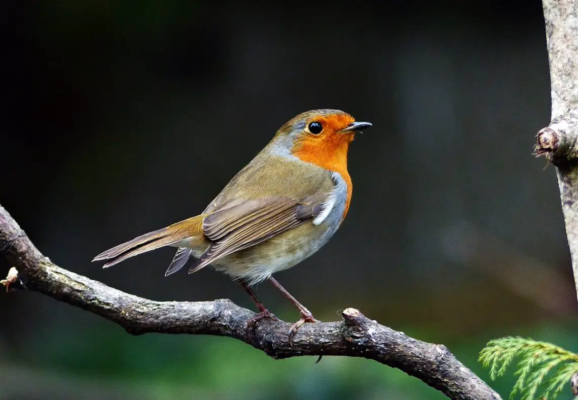 Where Do Robins Migrate To