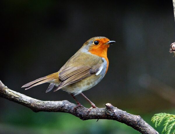 Where Do Robins Migrate To