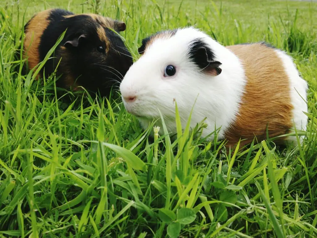 Do Guinea Pigs Eat Celery