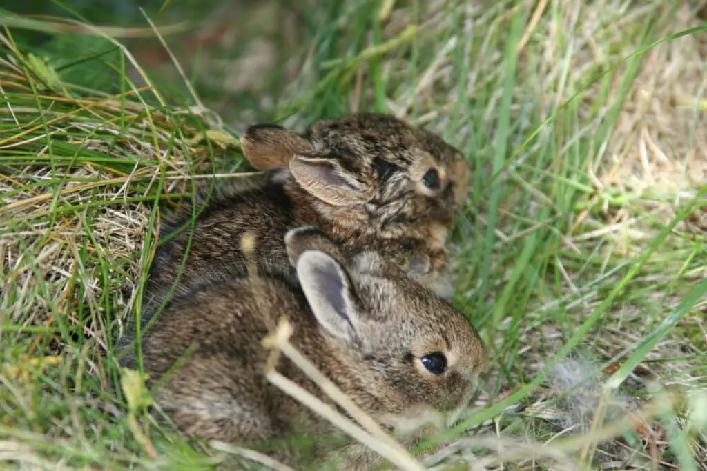 How Long Do Baby Rabbits Stay In The Nest