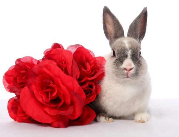 Can Rabbits Eat Roses