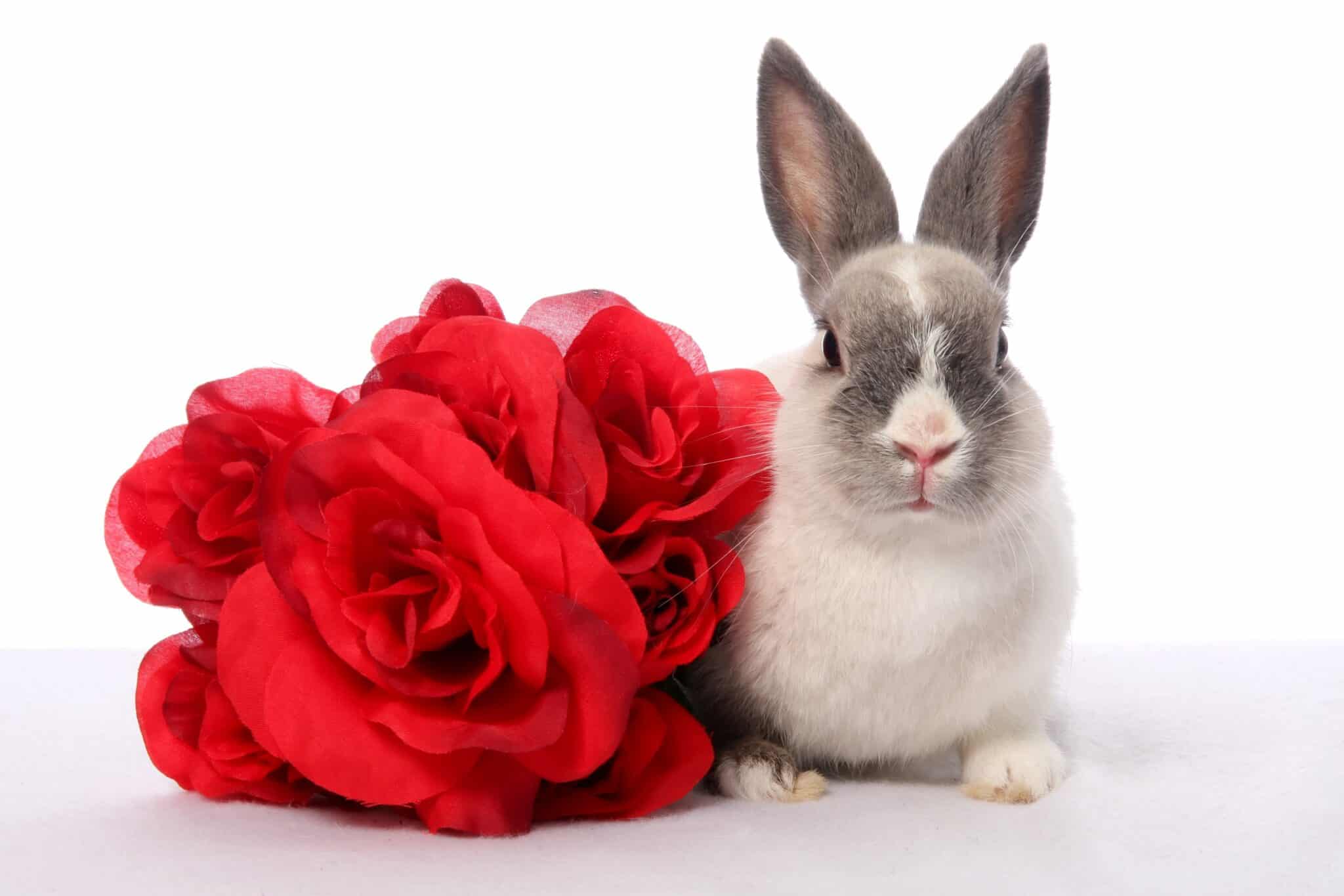 Can Rabbits Eat Roses Teeny Tiny Tails