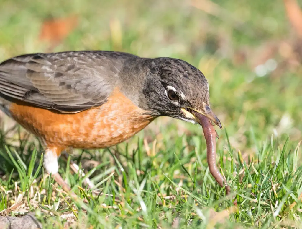 What Does The American Robin Eat
