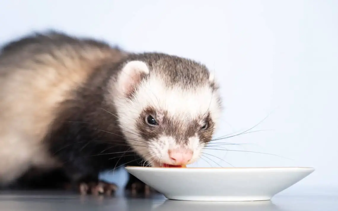 Can Ferrets Eat Nuts