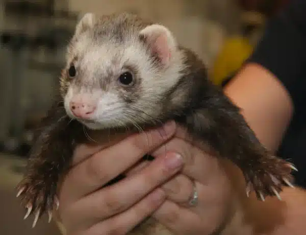 How Hard Are Ferrets To Take Care Of