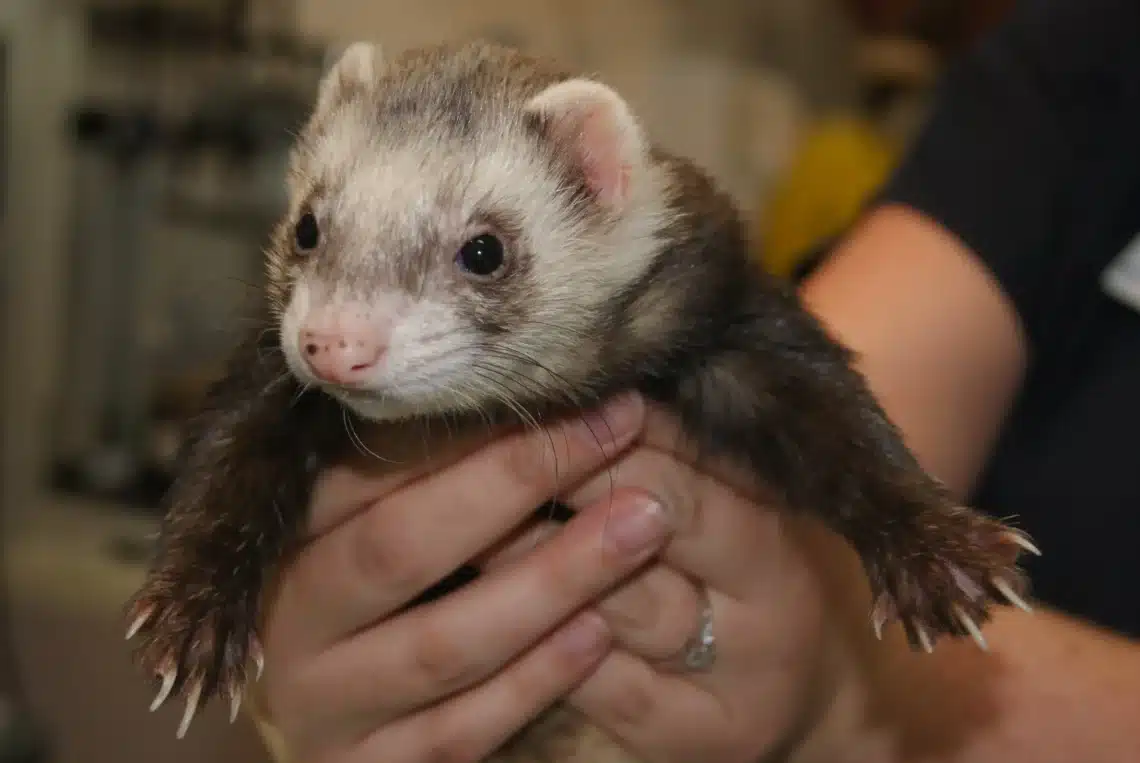 What Noise Does A Ferret Make