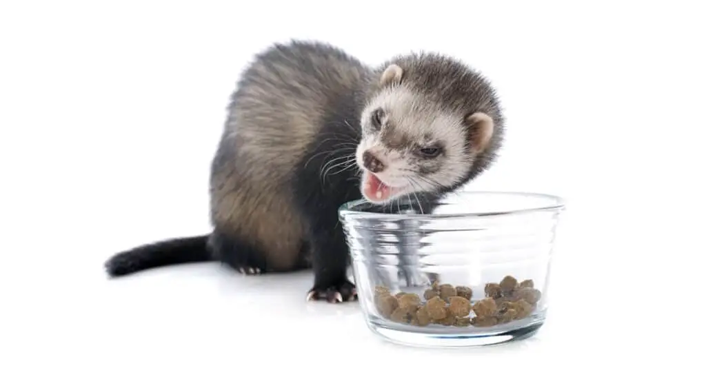 Can Ferrets Eat Nuts