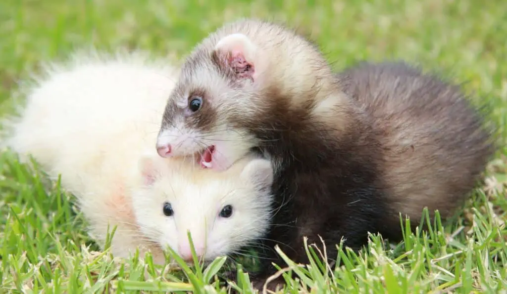 do ferrets need another ferret
