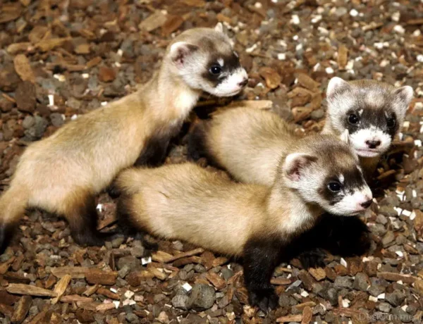 Do Ferrets Have Spines