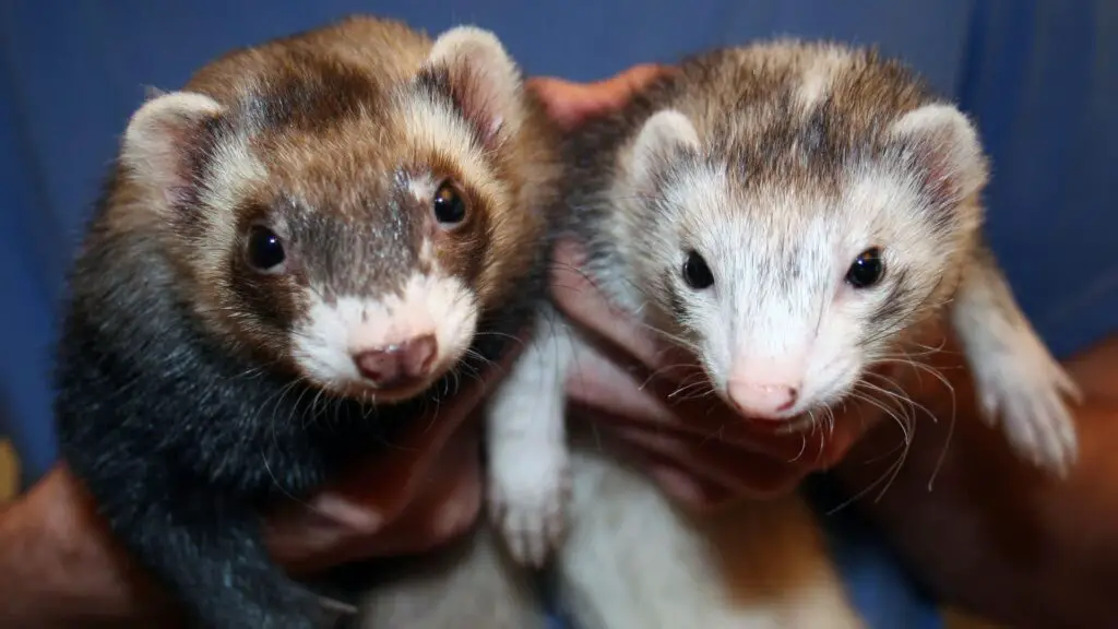 Do Ferrets Have To Be In Pairs