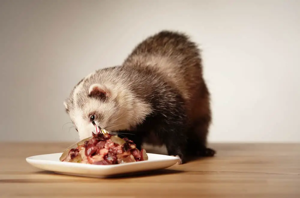 What Is The Best Ferret Food