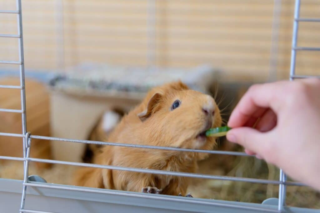How Much Is A Guinea Pig Cage