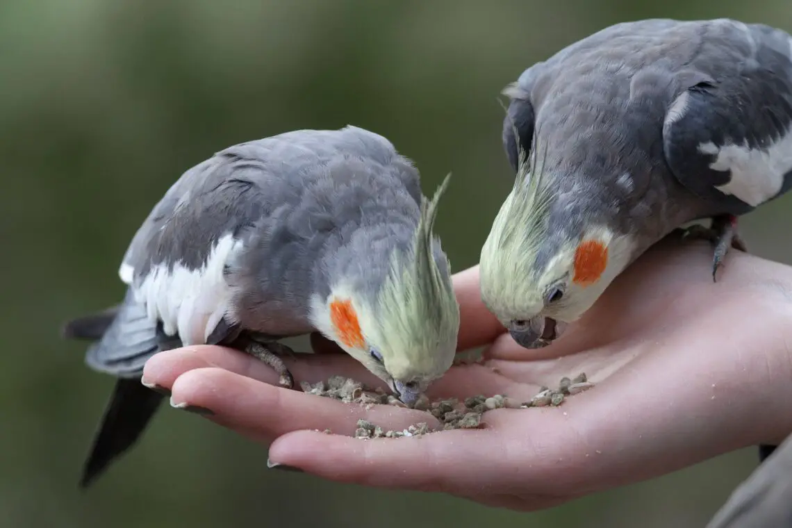 What To Feed Cockatiels
