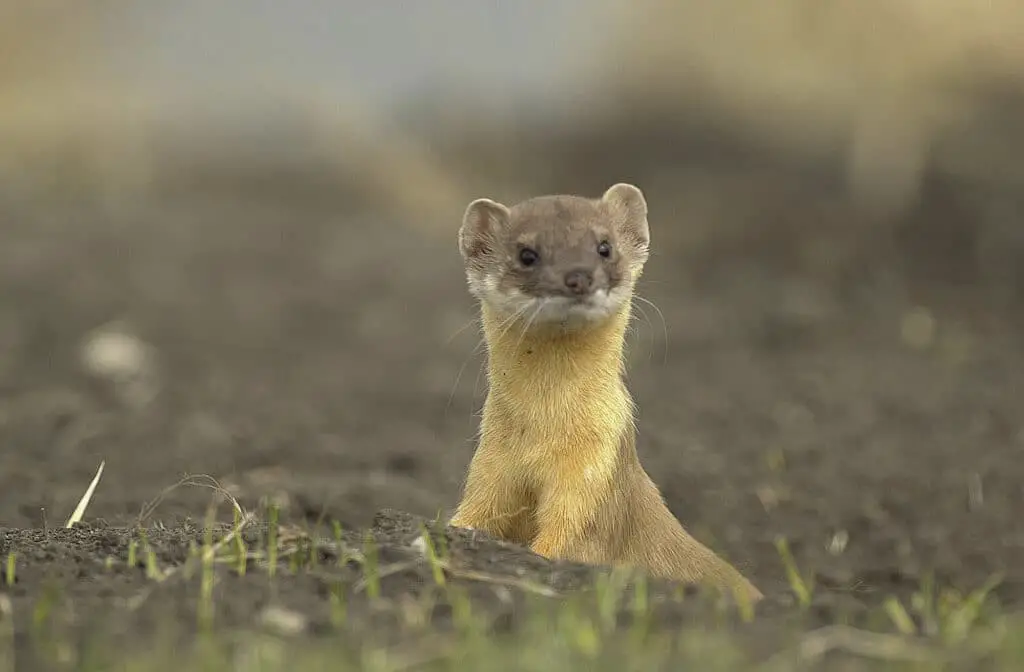 What Is The Difference Between A Weasel And A Ferret