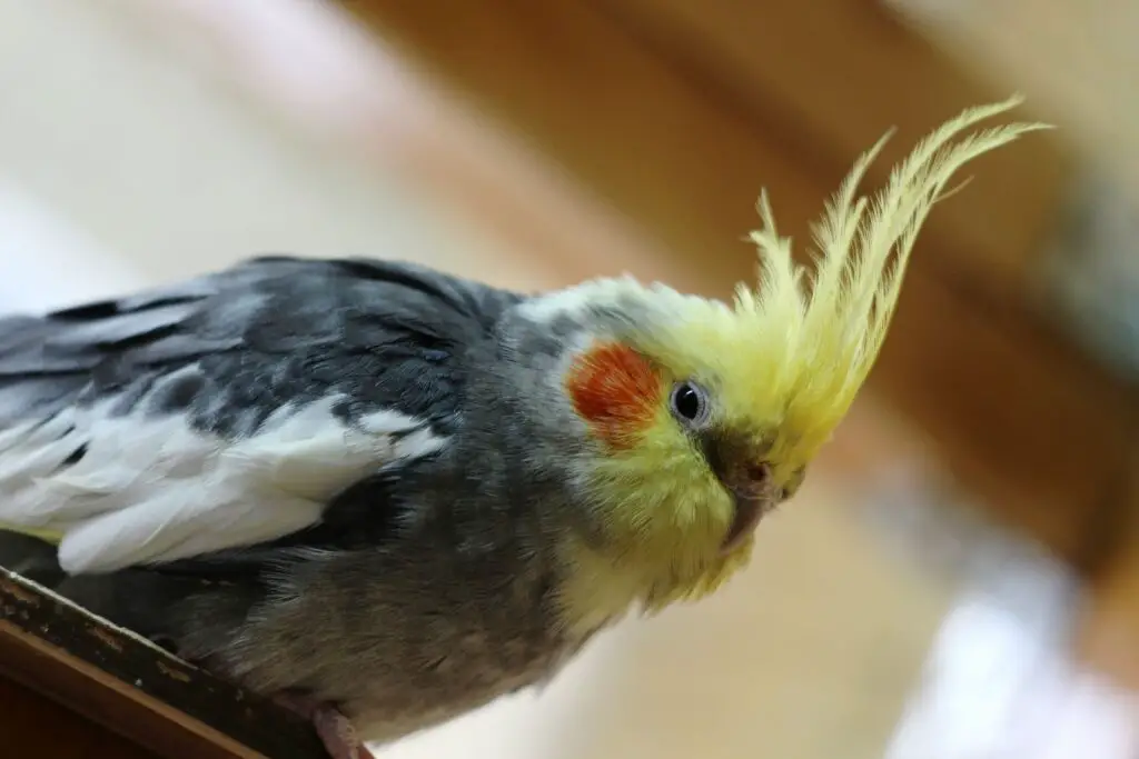 What Does A Cockatiel Look Like
