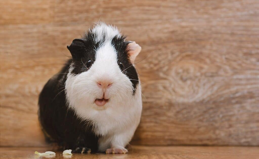 Can Guinea Pigs See Color