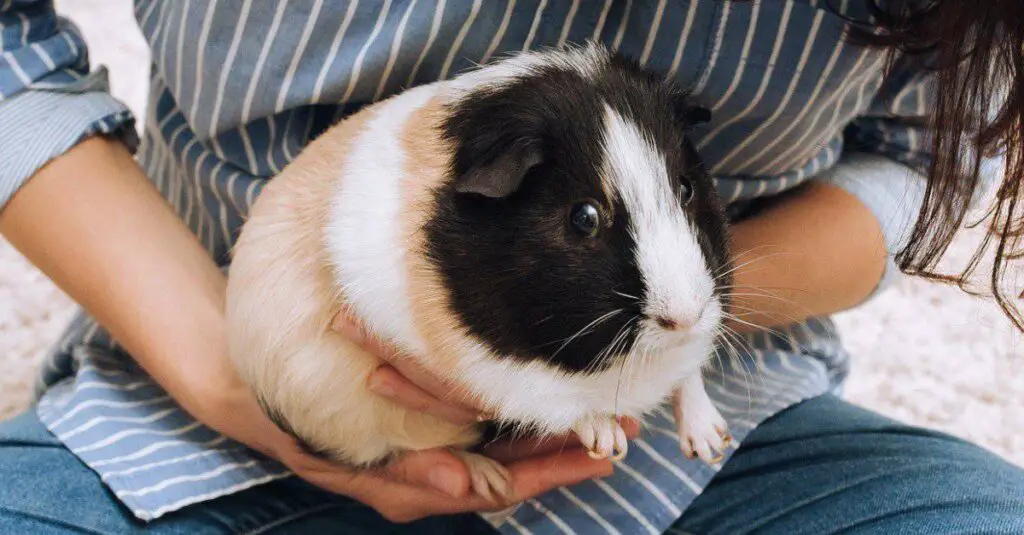 How Long Should Guinea Pigs Nails Be