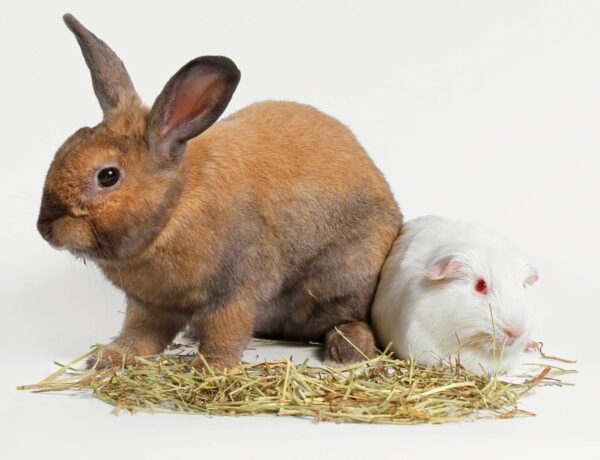 Can Rabbits And Guinea Pigs Live Together