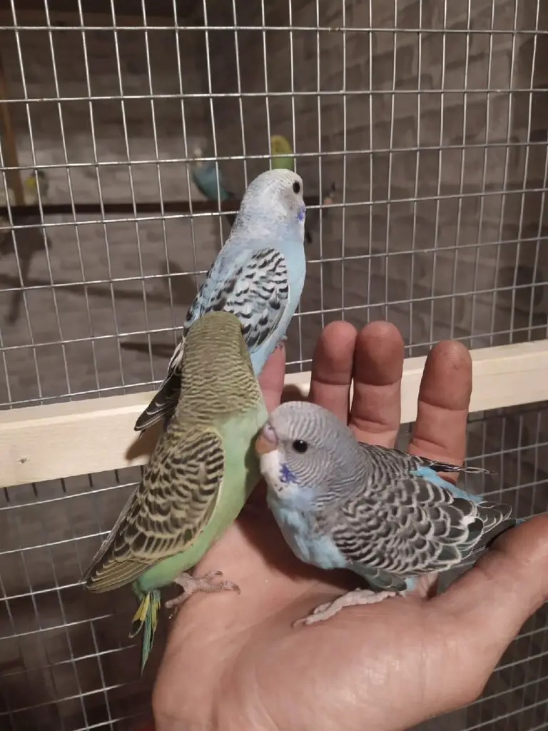 How To Train Parakeets
